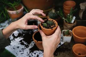 Also note that potting mix is not the same thing as soil. Do Your Potted Plants Have Soil Mites And Should You Get Rid Of Them