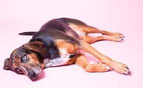 See full list on wikihow.com Is Your Dog Sick Watch For These 10 Common Signs Bark