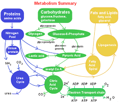 Convert carb content to carb servings. The Science Behind Fat Metabolism By Will Little Ketoschool