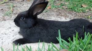Flemish giant rabbits for sale. Flemish Giants Babies For Sale Black Variety Usa Rabbit Breeders Giant Rabbit Giant Rabbit Breeds Rabbit Breeds
