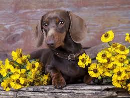 Standard dachshund vs miniature dachshund if you love dachshunds, visit our blog to find the best products and accessories for hounds and #doglovers. What Is A Tweenie Dachshund