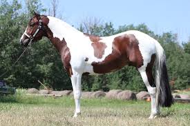 Black White And Brown Paint Horses Passionate About The Paint Horse American Paint Horse Horse Painting Horses