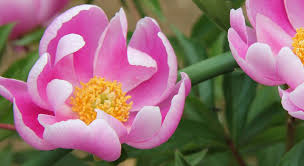 как приготовить настойку из цветков пиона в домашних условиях Pion Ispolzovanie V Lechebnyh Celyah Sorta I Svojstva Ogorodniki