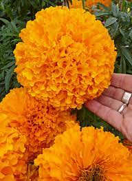 Why is the day of the dead celebrated? Marigold Day Of The Dead Orange Cempazuchitl Buy Online At Annie S Annuals