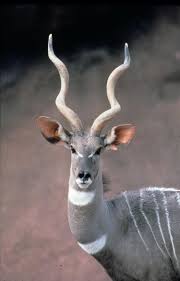 Randy When You Re Called Lesser Kudu You Learn To Keep Your Aspirations In Check But In 1969 The Zoo S Marlin Animals African Antelope Africa Wildlife