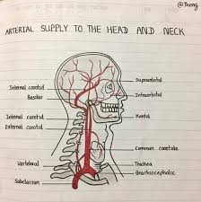The principal arteries of supply to the head and neck are the two common carotids; Artery Supply Of The Head And Neck Knowledge Capsule Facebook