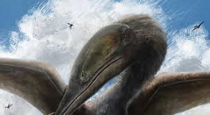 Image result for Sinopteridaceae