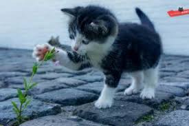 British Shorthair Weight By Age Full Guide