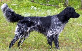 Image result for Velký münsterlandský ohař