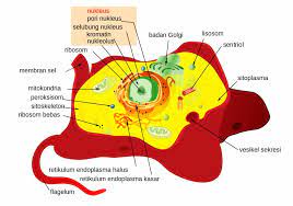 We did not find results for: Sel Hewan Bagian Dan Fungsinya Contoh Soal Dan Jawaban