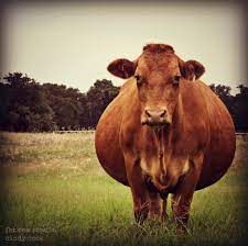 Warning Fat Cows Helping Farmers In Scotland Farm Advisory Service