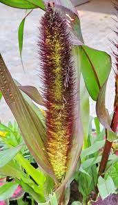 Image result for Cenchrus unisetus