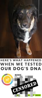 We Tested Our Dog S Dna And Here S What Happened In 2020 Dog Dna Cool Photos Love Photos