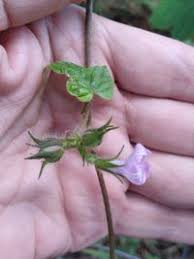 Image result for Ipomoea dichroa