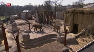 Video Mehr Platz Fur Die Basler Elefanten Abspielen Erkunden Elefanten Zoo