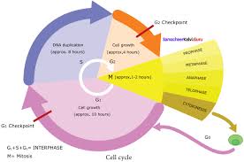 Check spelling or type a new query. Samacheer Kalvi 11th Bio Botany Solutions Chapter 7 Cell Cycle Samacheer Kalvi