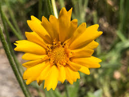 Image result for Coreopsis lanceolata