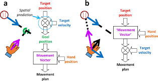 Writing a strong conclusion means leaving a lasting, positive impression on your reader. Non Predictive Online Spatial Coding In The Posterior Parietal Cortex When Aiming Ahead For Catching Scientific Reports