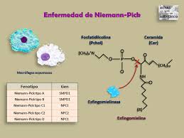 Esto significa que ambos padres son portadores. Niemann Pick Disease In 1914 Notas De Un Cientifico Facebook