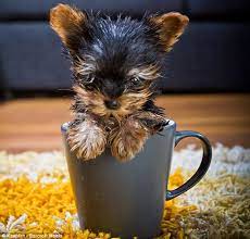 Meysi The World S Smallest Dog Tiny Dogs Yorkie Puppies