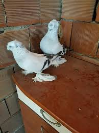Blt Blt Adli Kullanicinin Guvercin Pidgeon Panosundaki Pin Evcil Hayvanlar Hayvanlar Kus