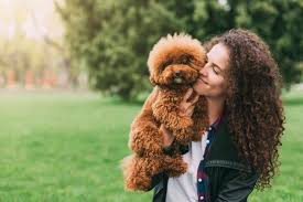 More images for red standard poodle puppies for sale australia » Poodles As Pets Cost Life Expectancy And Temperament Embora Pets