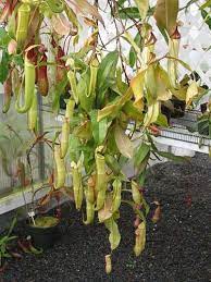 Veiled chameleon terrarium plants reptiles and amphibians animal wallpaper chameleons animals geckos wikimedia. Pitcher Plants Safe For Chameleon Chameleon Forums