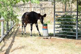 Curious Okapi At The San Antonio Zoo Pajaros