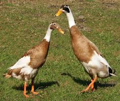 Great Backyard Duck Breeds The Cape Coop