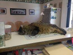 Our board certified veterinarians are here to help your pet with wellness exams, complementary medicine, and more! Healthy Pets Animal Hospital Home Facebook