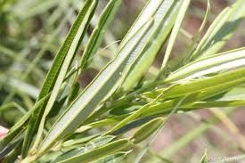 Image result for Ozoroa nitida