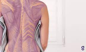 The upper back is a complex area containing a number of muscles that perform various actions on the scapulae (shoulder blades) and humerus. Back Muscles Anatomy Of Upper Middle Lower Back Pain In Diagrams Goodpath
