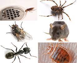 If you find a nest in a stump or log, closely examine the ant to make a firm identification. Bug Identifier List Of Bugs Insects Identification Info