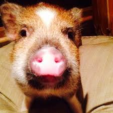 Find what you are looking for or create your own ad for free! Wisconsin Mini Juliana Pig Home Facebook