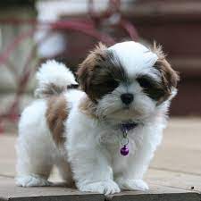 Mal Shi Puppies For Sale Adopt Your Puppy Today Infinity Pups