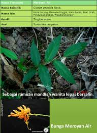 Pokok kari ialah sejenis pokok renek dengan ketinggian antara 0.9 hingga 6 meter.ia sering ditanam di kawasan sekitar rumah untuk kegunaan sebagai rempah dalam masakan terutamanya dalam masakan kari. Herba Wannura