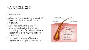 In general, the oil glands emit sebum (oil) into these sacs and thereby protect and lubricate your hair. Skin Structure Skin Types And Hair Structure Sam