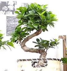 A selection of outdoor bonsai trees are offered in this section of the web site, all our selection of trees are winter hardy incl elm, pivet, shohin & mulberry. Buy Bonsai Affordable Gardens4you Co Uk