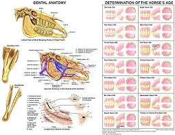 Learn how to help ease kitten teething. Dog Teeth Chart Age Hamil