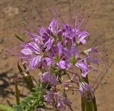 Image result for Cleome rubella