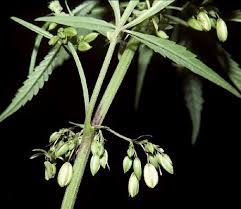 Image result for Cannabis sativa