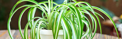 They can tolerate heavy shade. How To Grow And Care For Spider Plant Lovethegarden