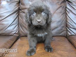 Looking for puppies for sale in texas? Newfoundland Puppies Petland Frisco Tx