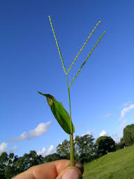 Image result for Axonopus