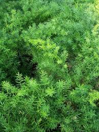 Image result for A. densiflorus Sprengeri