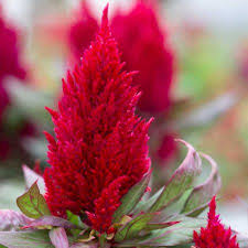 Pin On Gardening And Landscaping