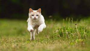 Cats may want to run outside for a variety of reasons, but the first thing you need to do is watch his actions before he runs outside. Why Does My Cat Run Away From Me The Little Pet House