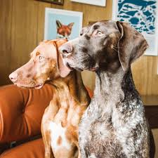 We did not find results for: German Shorthaired Pointer And Vizsla Imgur German Shorthaired Pointer German Shepherd Dogs Vizsla Puppies