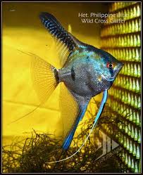 Glitt By Leegordon79 Via Flickr Angel Fish Fish Betta Fish