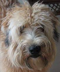 Soft Coat Wheaten Terrier The Best Best Best Type Of Doggie Out There I Have Had Two And I Miss Them Very Much 3 Wheaton Terrier Dog Life Pet Dogs